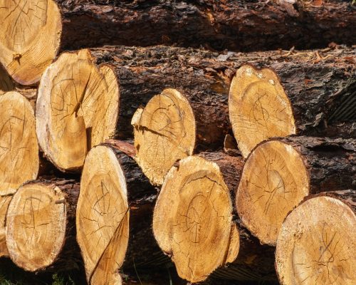 Log trunks pile, the logging timber forest wood industry. Timber harvesting in forest